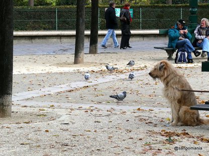 2007/10/24;パリのおじいちゃん犬
