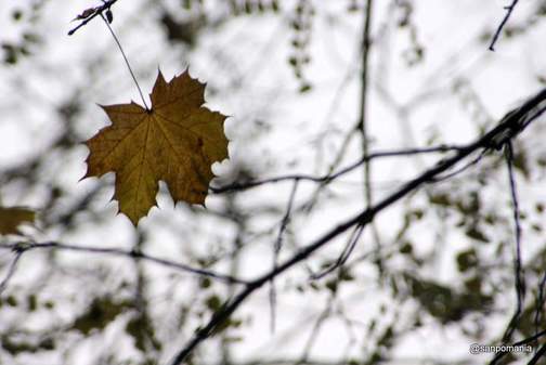 2011/11/15;ほとんど葉が落ちてしまった木