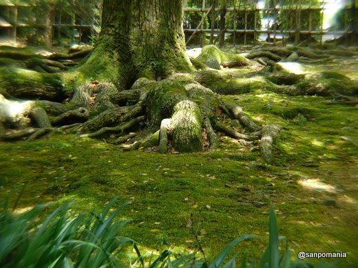2009/05/23;広い境内には苔むした立派な大木が広く根を張っています。