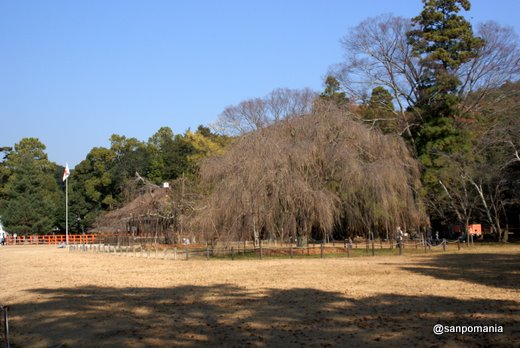 2010/12/05;上賀茂神社の枝垂桜