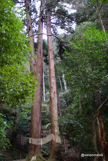 2011/01/09;2本の大きな杉の木