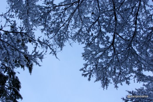 2011/01/10;哲学の道 雪が積もった木の枝