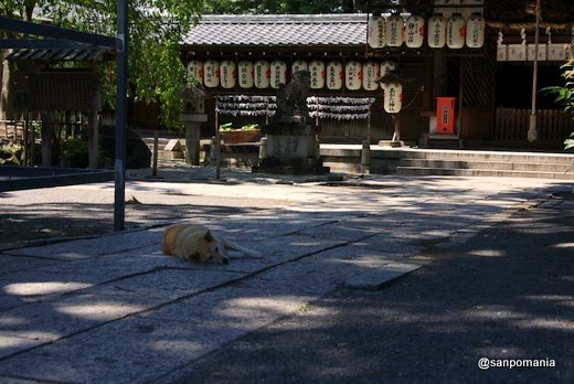 2011/06/25;縣神社で昼寝中の犬